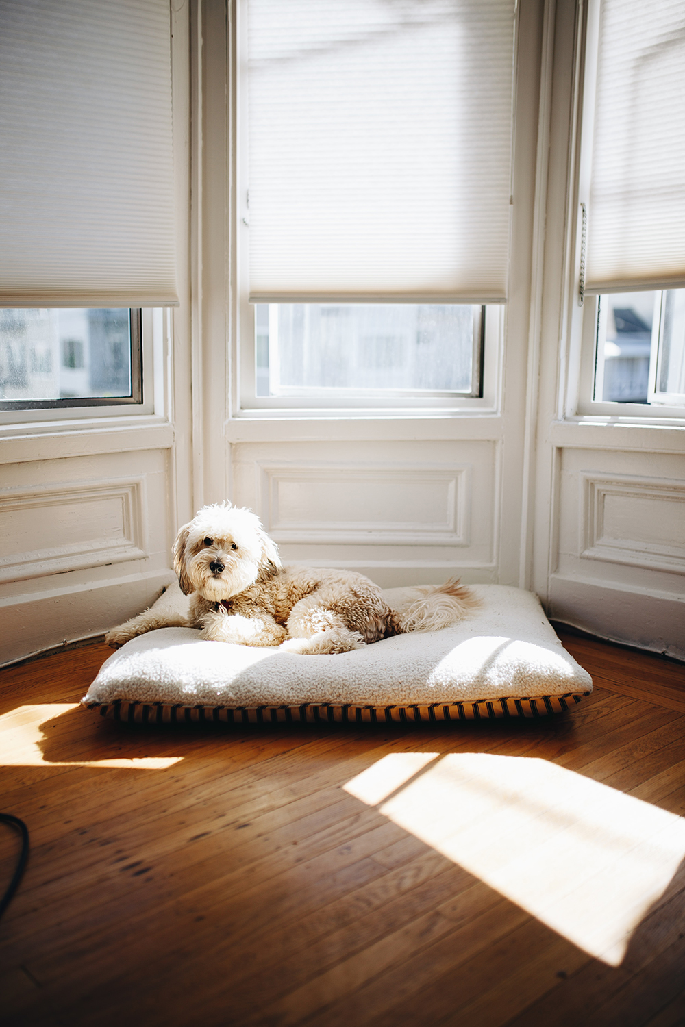 A dog lying in a bed in front of windows covered with cordless blinds.