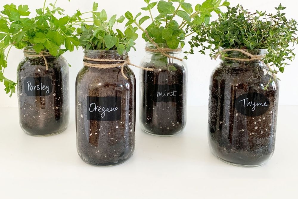 Four mason jars filled with soil and herbs.