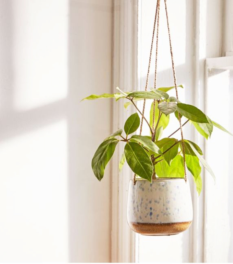A hanging plant in a terra cotta planter