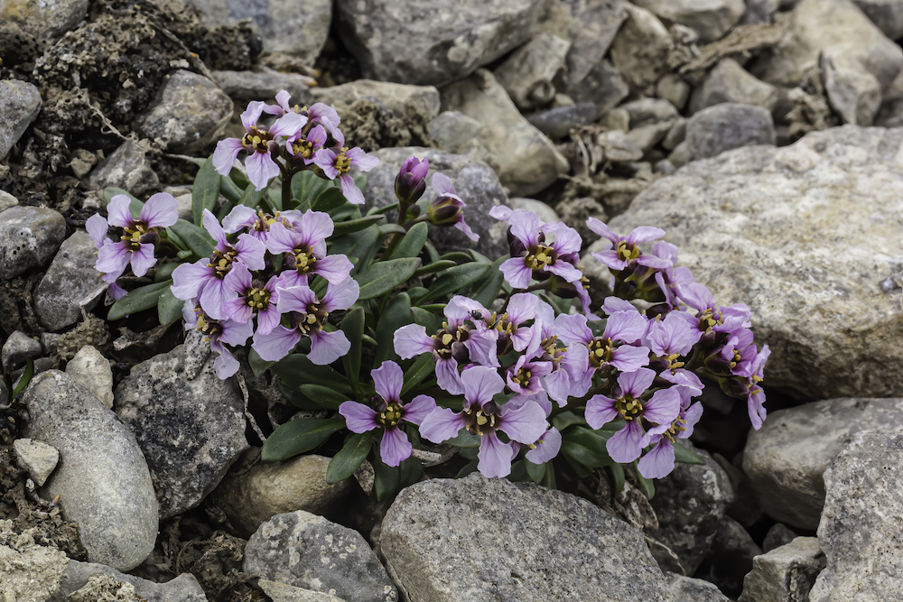 purple flowers over grey rocks
