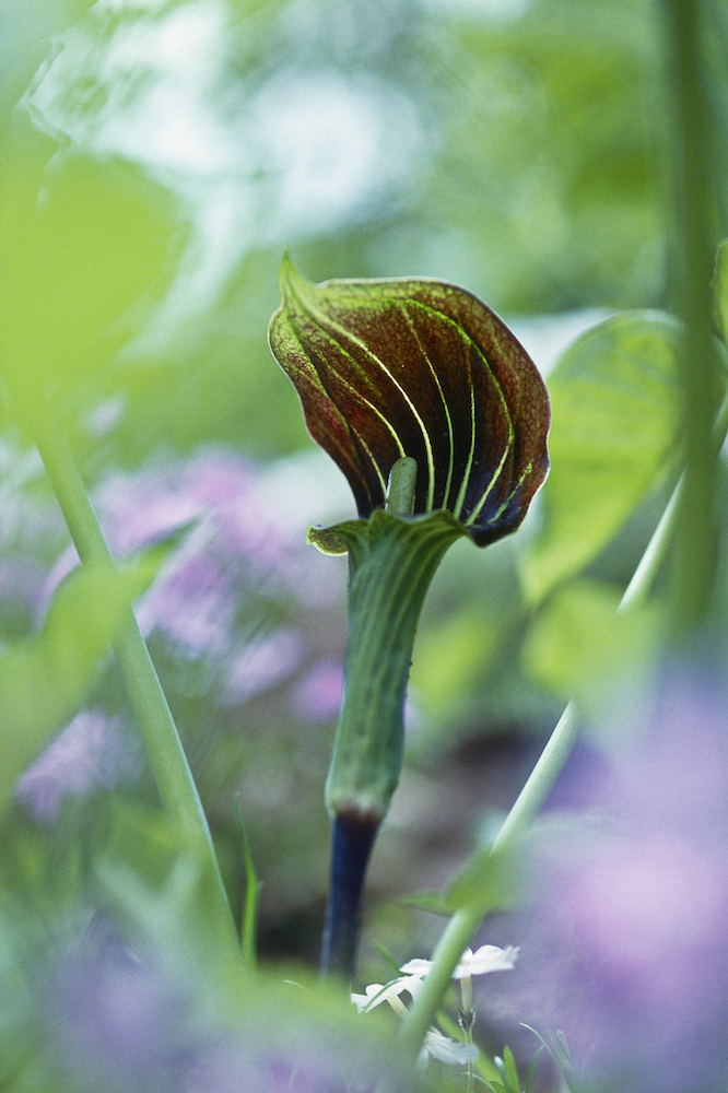 close up of Jack-in-the-Pulpit plant
