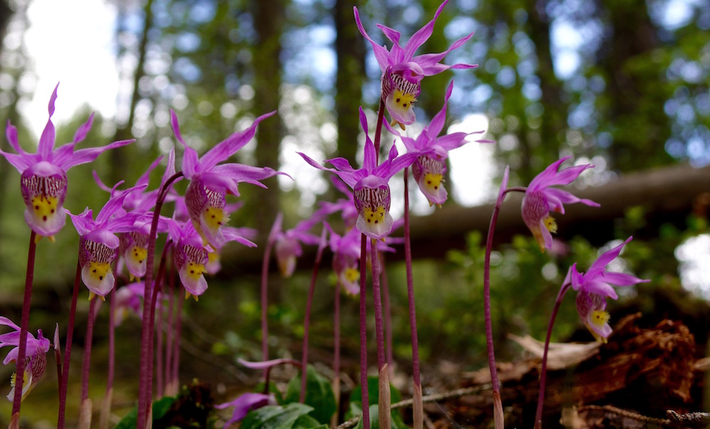 yellow and purple orchids in forest