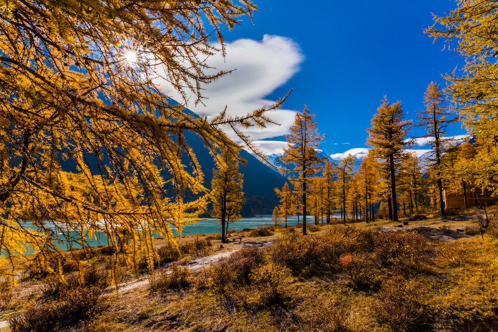 golden larch trees in front of mountains