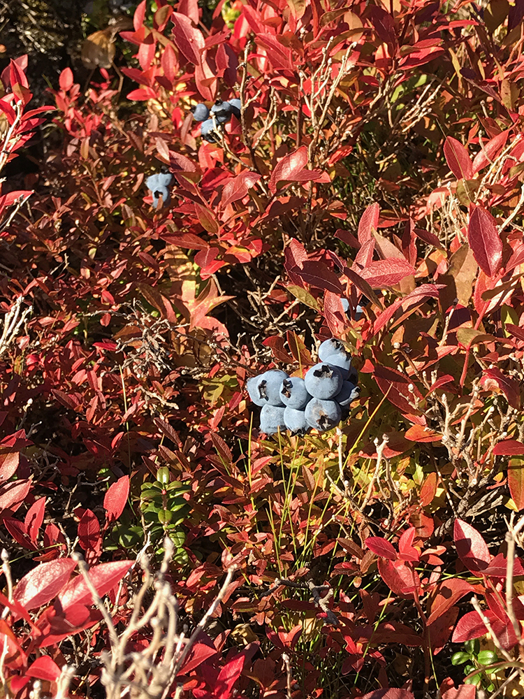 Wild blueberries growing on Newfoundland's Fogo Island.