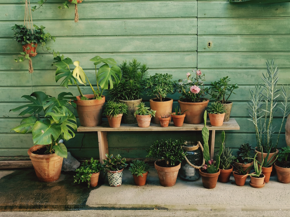 green plants in terracotta pots