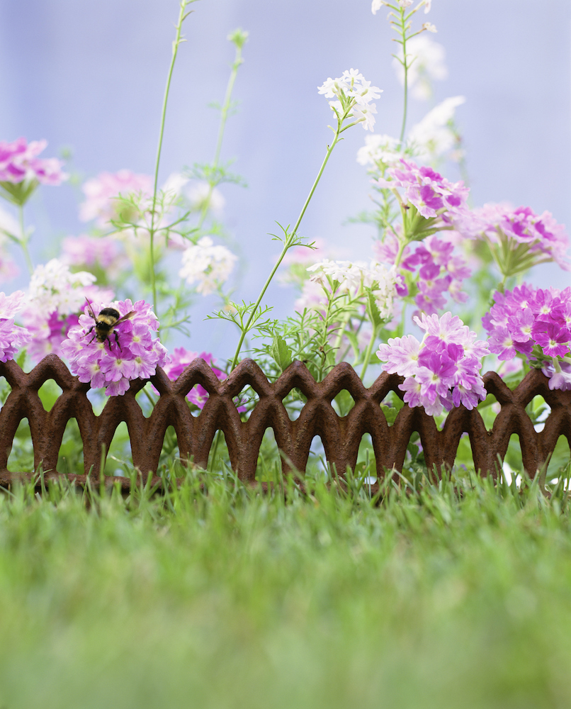 ironwork as garden edging in front of purple flowers