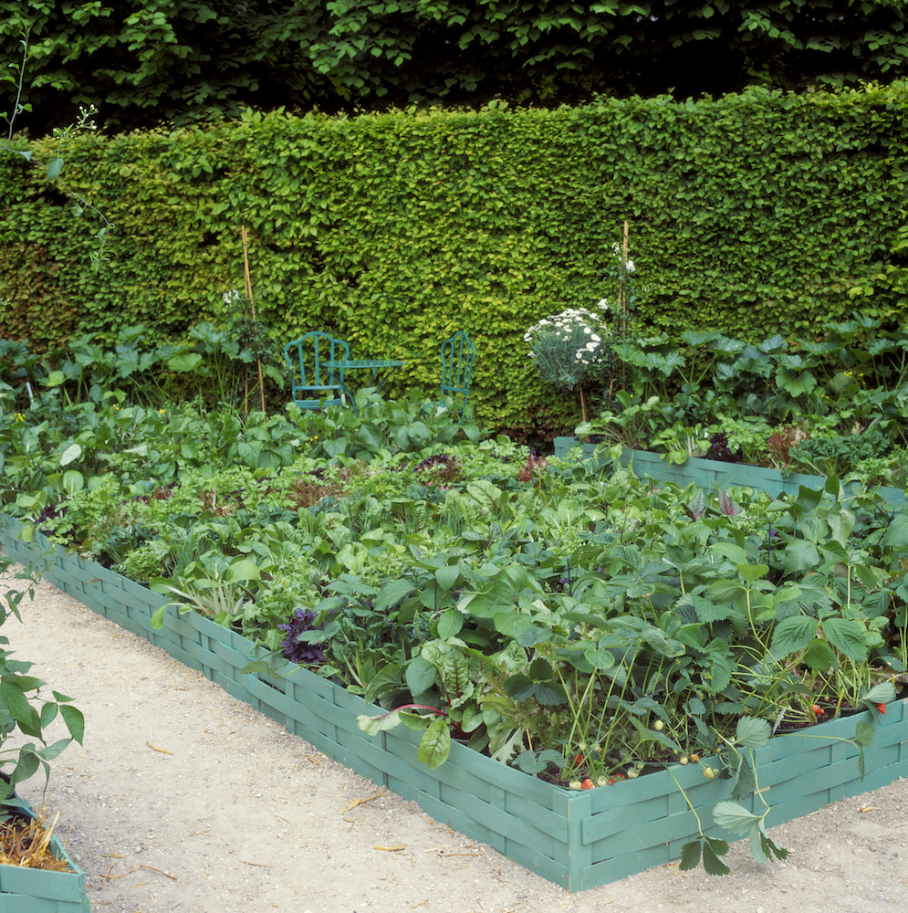 vegetable garden with painted woven edging