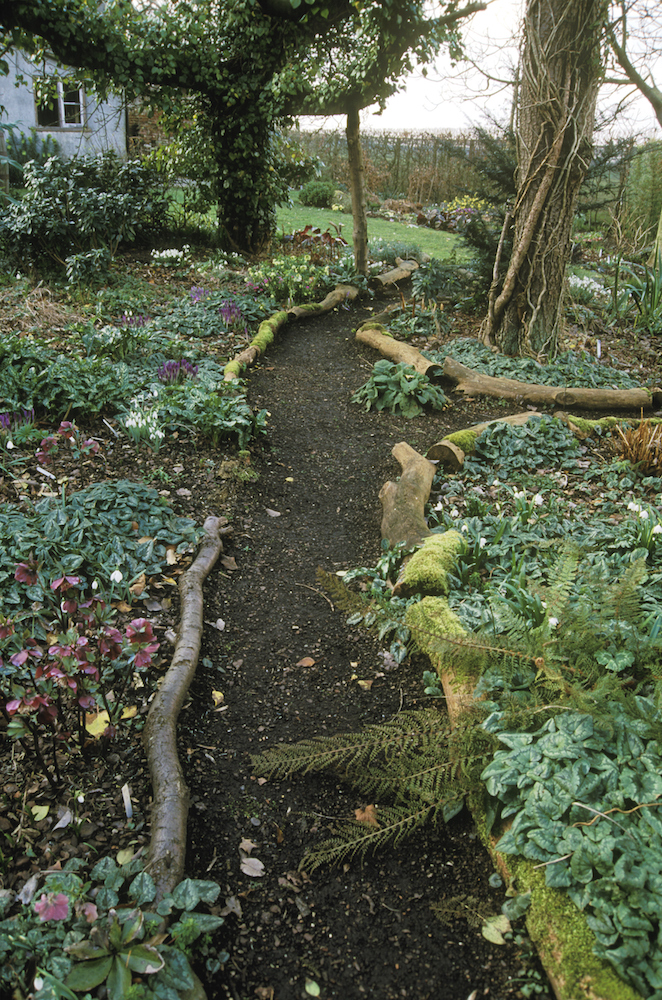woodland garden in with timber edging