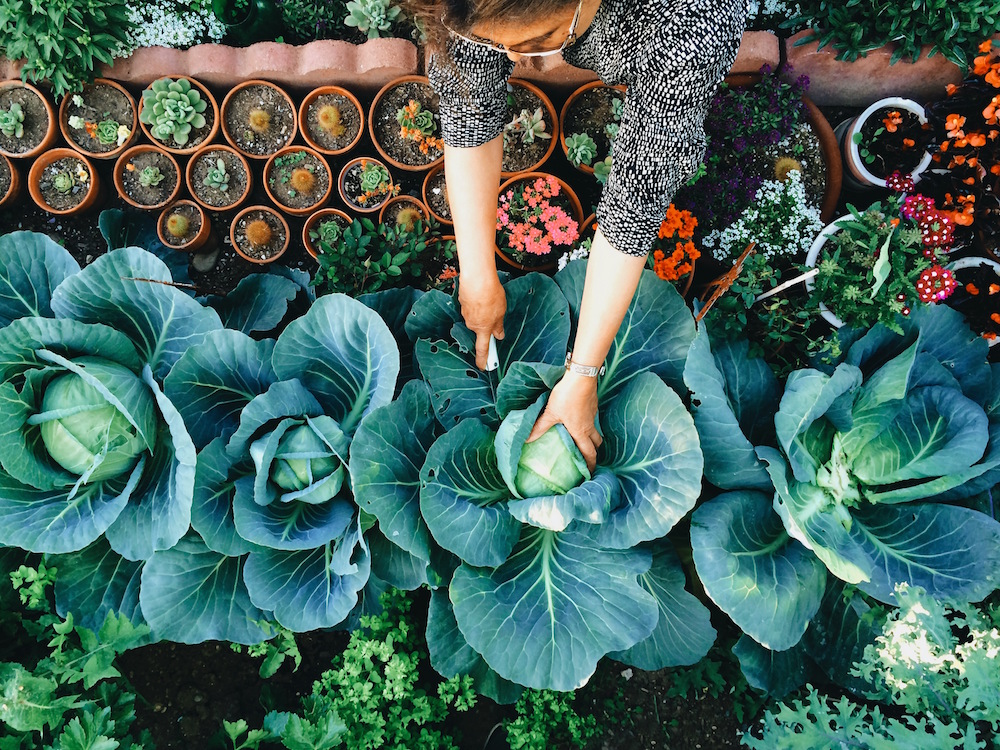 Woman working in vegetable garden with big green cabbage plants