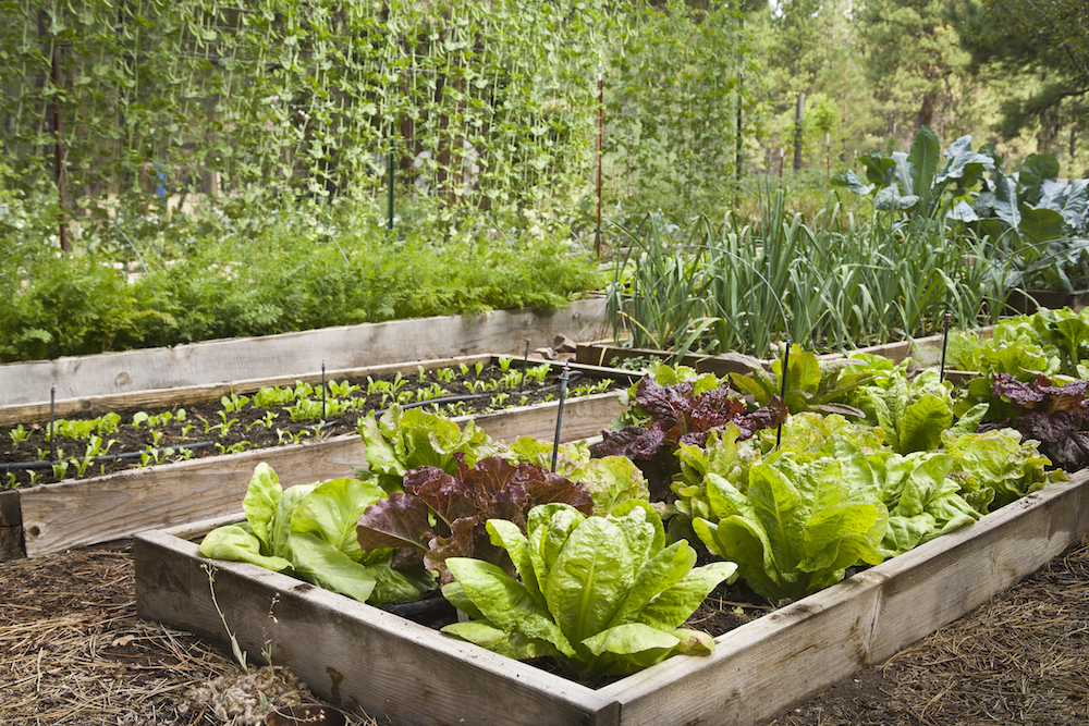 Mixed lettuce in raised bed