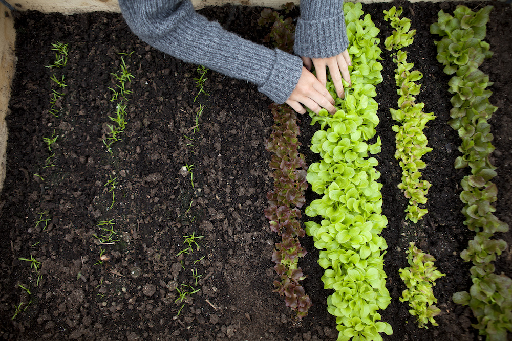 arms in grey sweater planting rows of seedlings in soil