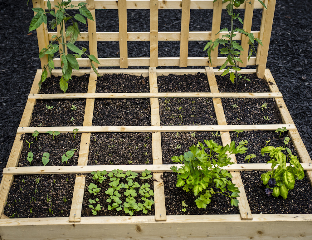 square-foot backyard garden that has just been planted