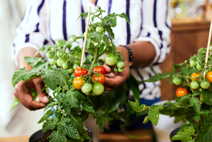 Amanda Roberts explains how to grow vegetables indoors