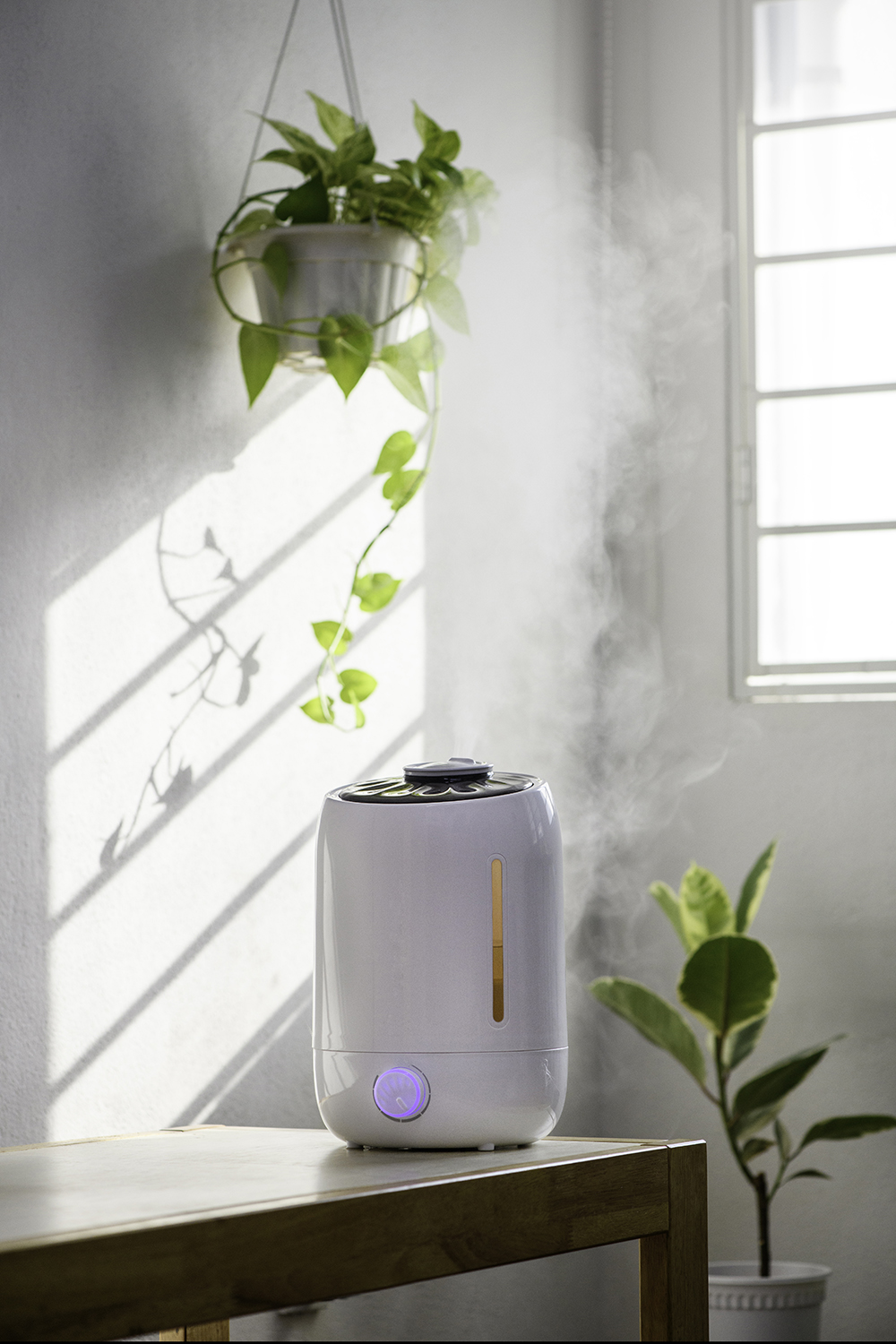 In the background, one plant hangs from the ceiling while another potted plant sits on the floor. In the foreground is a table with a humidifier on top.