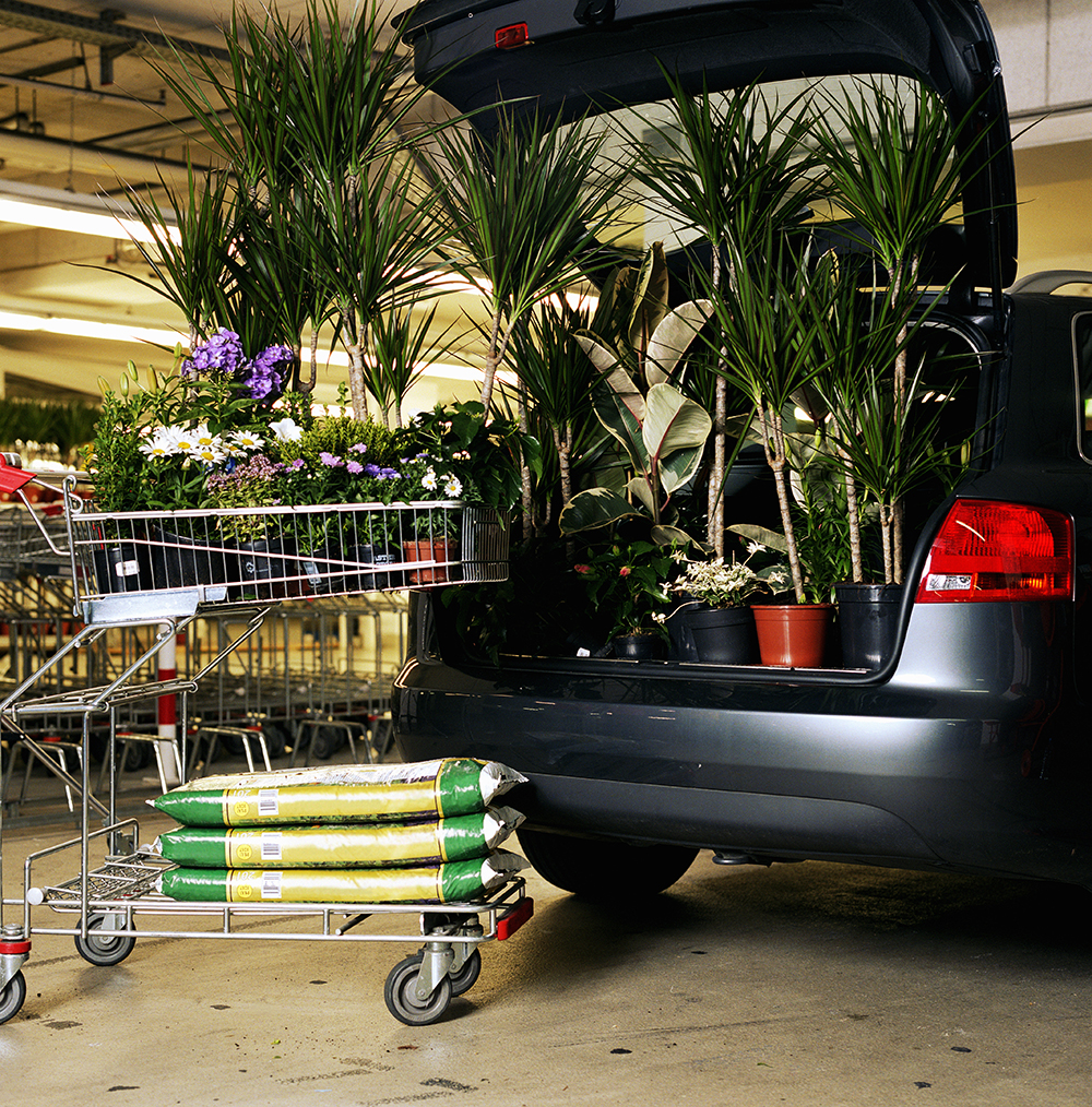 Lots of plants fill the open trunk of a car. Beside the car is a shopping cart, also filled with plants and bags of soil.