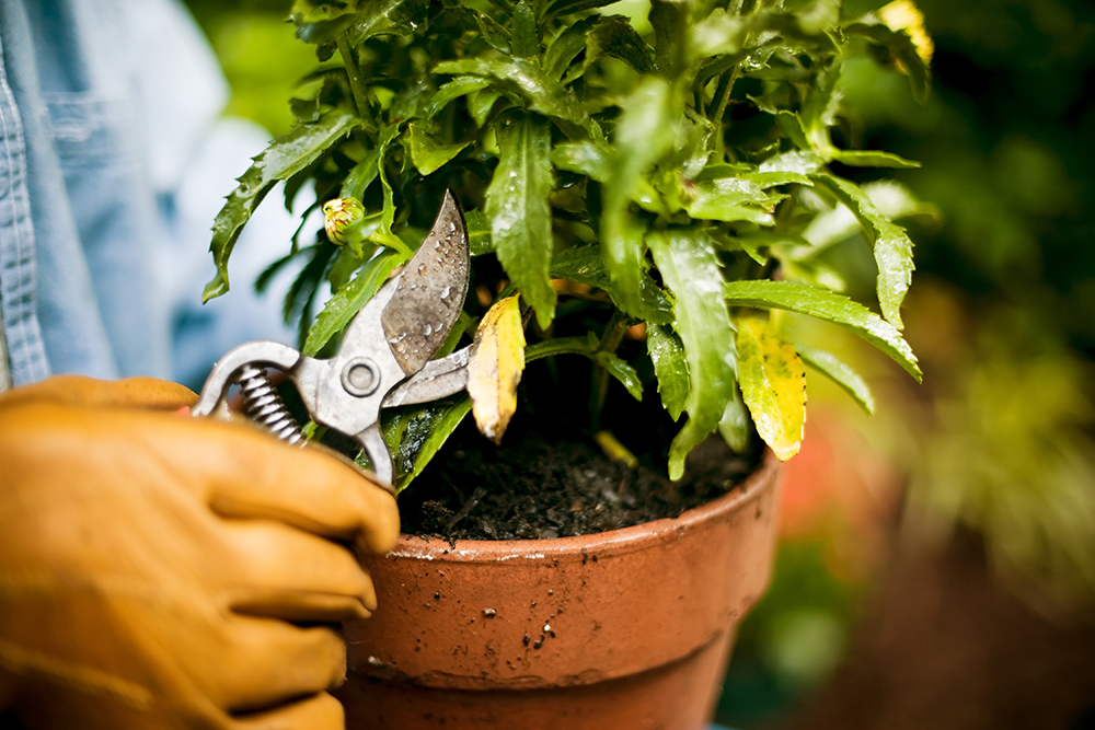 Closeup of a hand holding shears, pruning a wet leafy plant