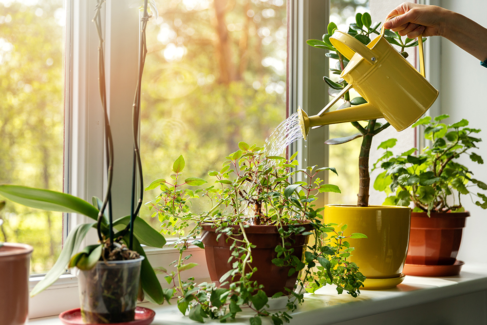A person watering plants on a bright windowsill