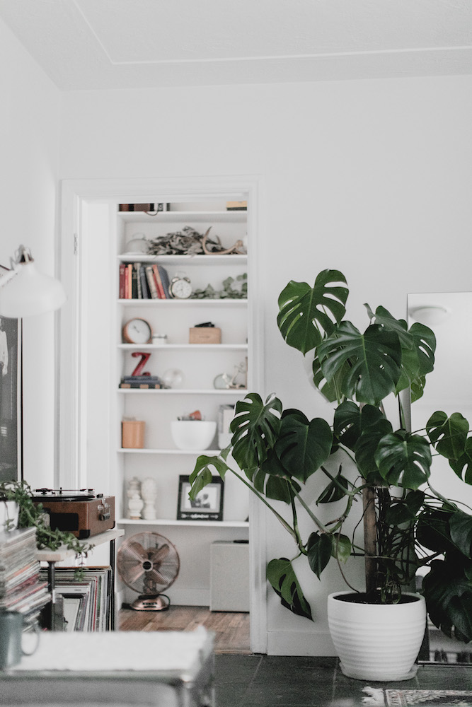 bright white living room with bookshelf and large green plant
