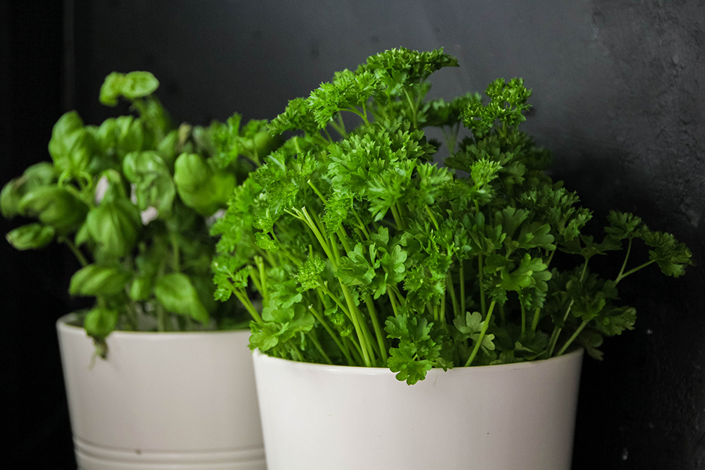 Parsley and sage plant in white pots