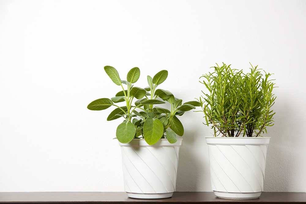 Sage and rosemary plants in small white pots sit in front of a white wall