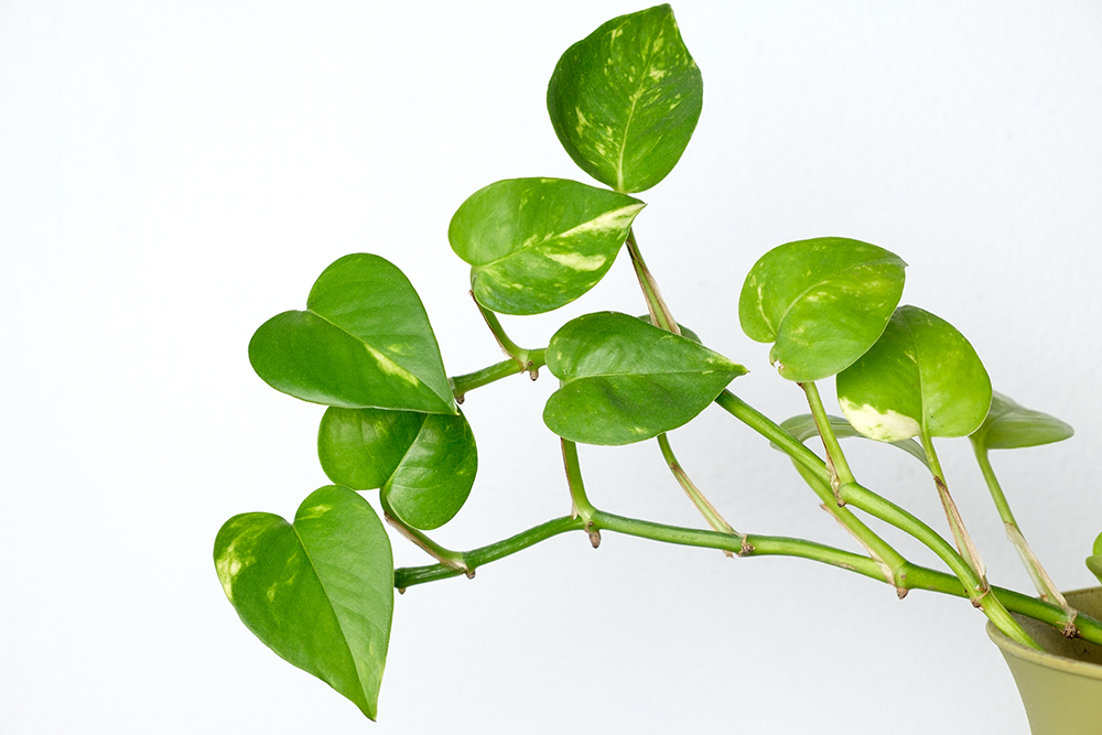 Closeup of the vine of a golden pothos plant. Along the vine, multiple nodes and air roots are present.