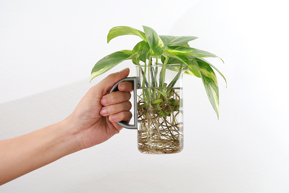 Hand holding a glass mug filled with water and numerous rooted golden pothos cuttings.