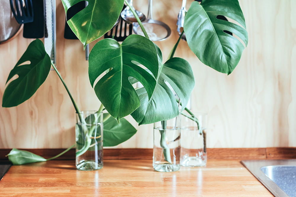 Three monstera cuttings sit on a table in glass jars of water. Each cutting has air roots, now in water.