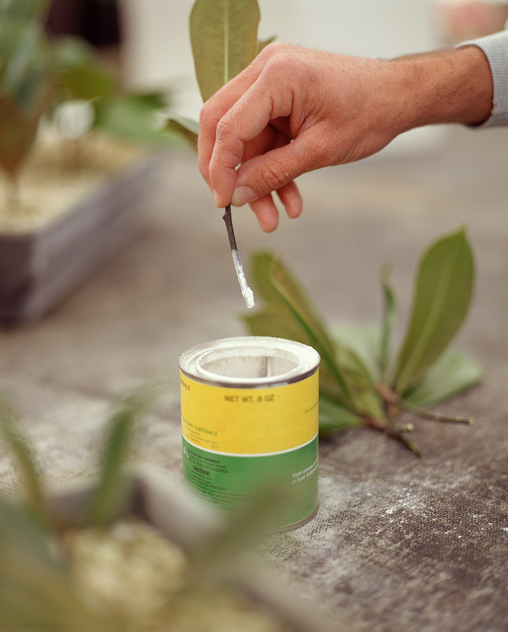 A hand holds a new leaf cutting and dips it into a jar of rooting hormone powder.