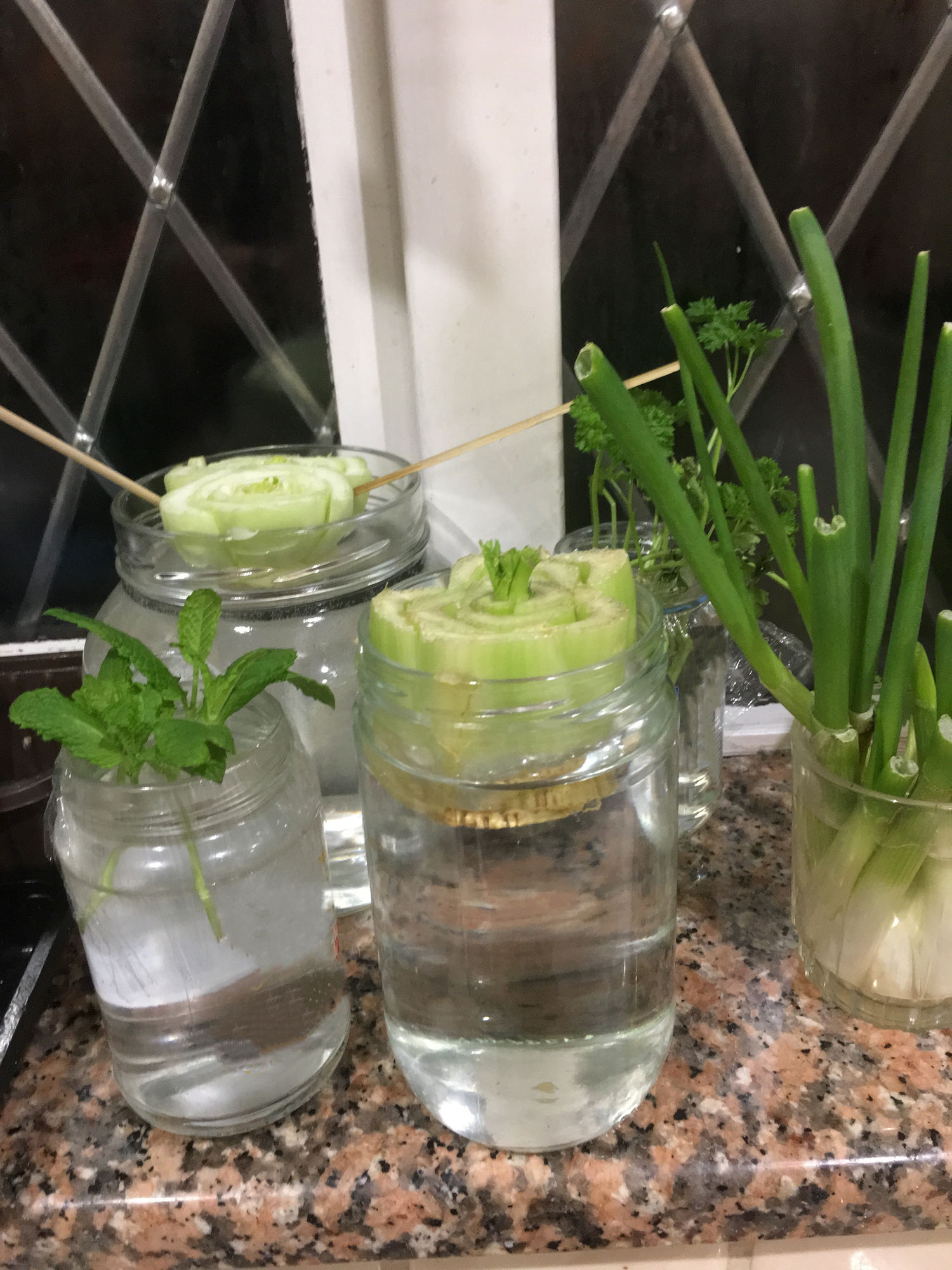 Herbs and vegetables in water in kitchen