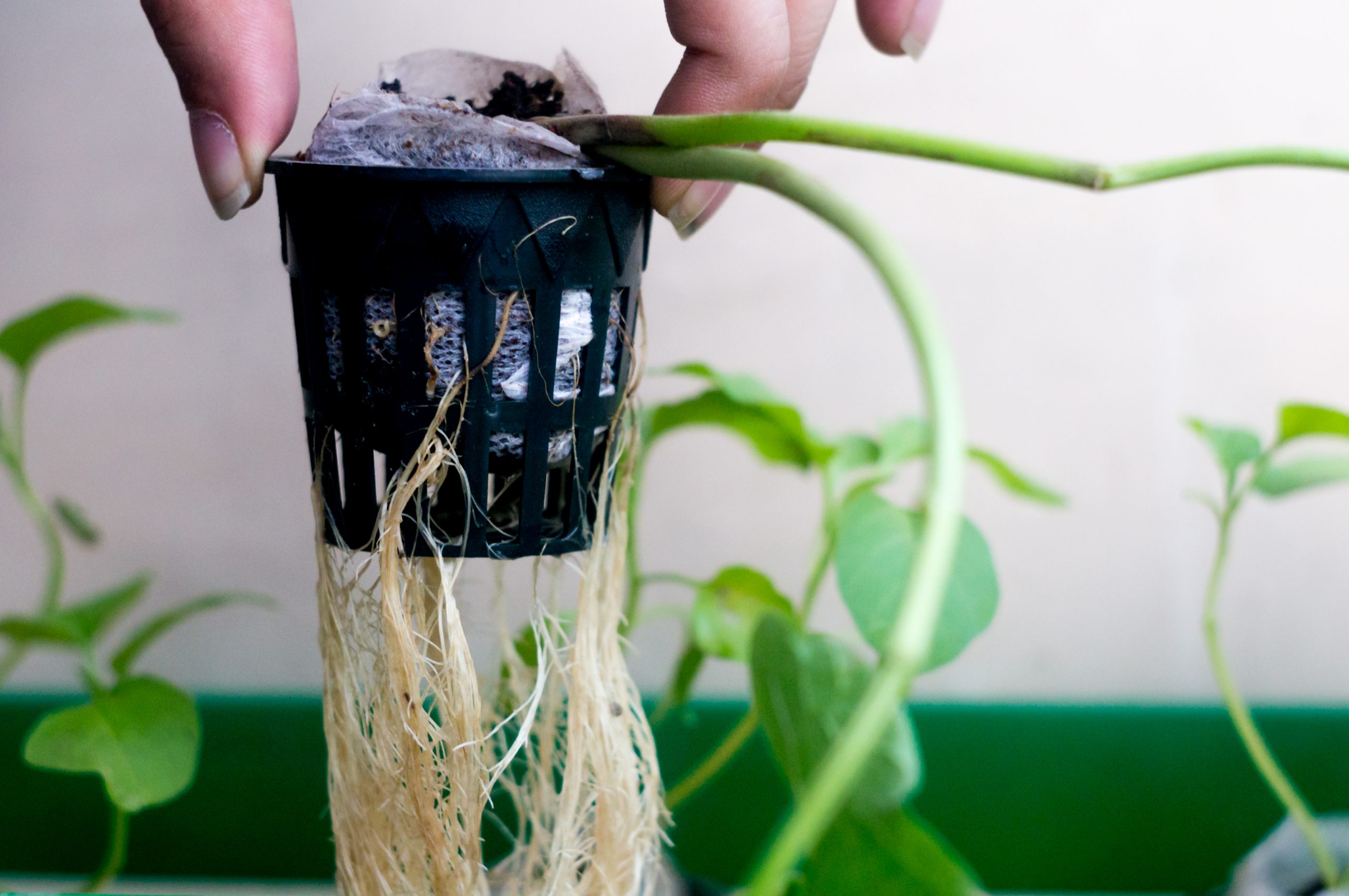 Person holding up the roots of hydroponic plant in net pot
