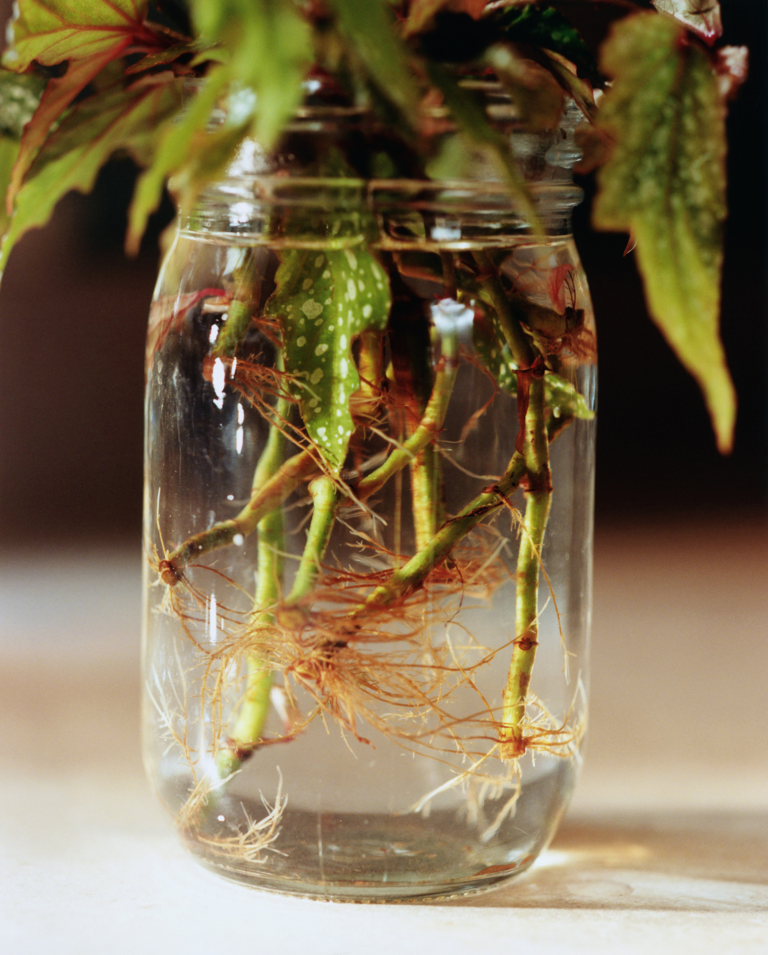 Roots of plant growing in jar, close-up