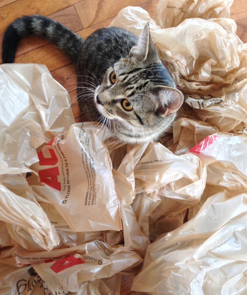 A cat nestled above a pile of plastic bags