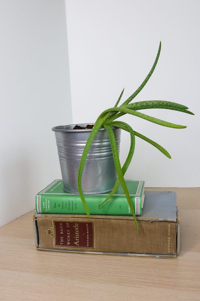 Closeup of an aloe plant in a silver pot sitting on a stack of books.