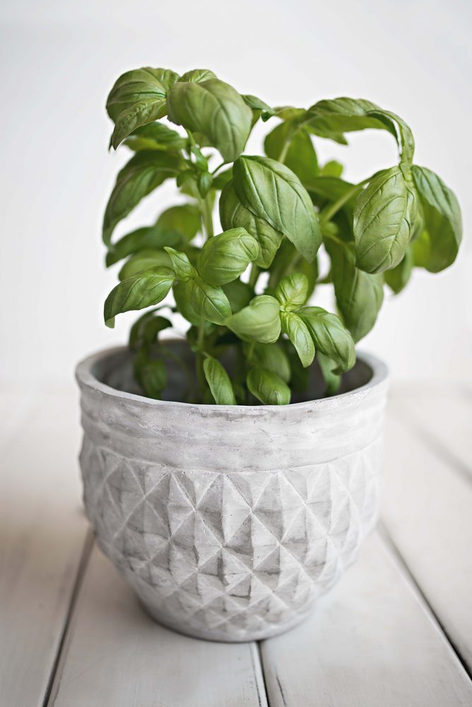 Closeup of a basil plant in a white textured pot.