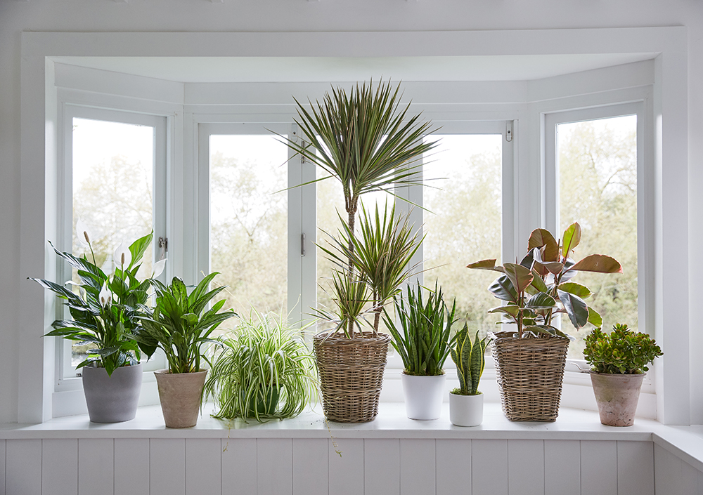 Eight assorted plants sitting on a bright windowsill, including a Dracaena in the middle