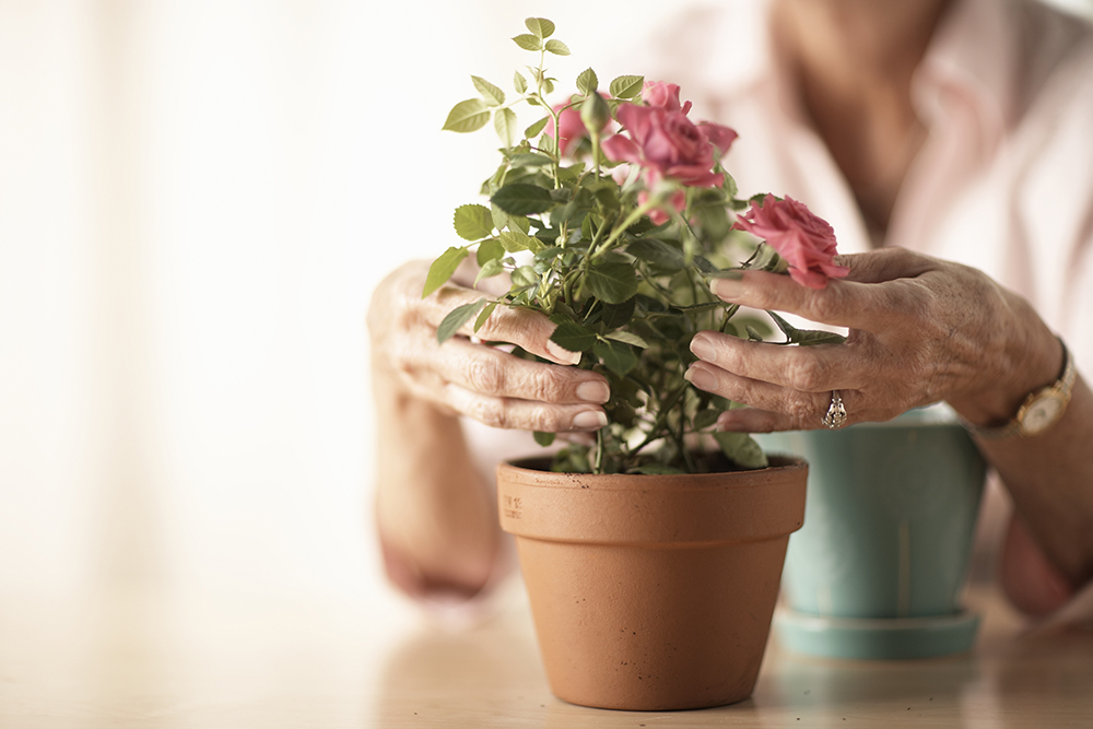 person caring for a pink mini rose in a terracotta pot