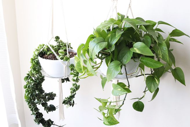 Over This Year? Here Are the 15 Luckiest Plants for Your Home - HGTV Canada