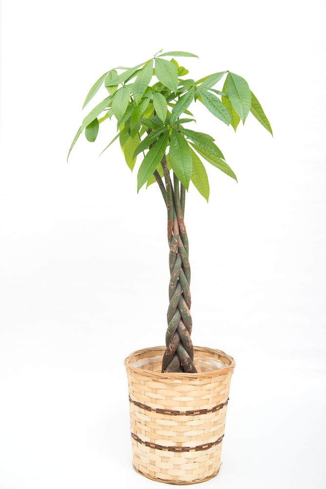 Braided pachira aquatica money tree plant in a basket