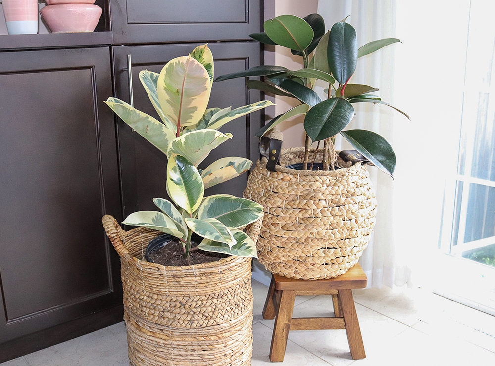 Two ficus elastica plants in baskets on a tile floor in a bright corner.