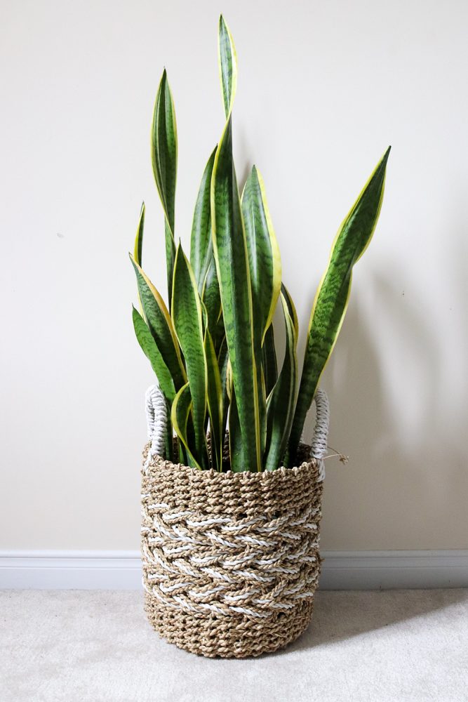 Vertical shot of a snake plant in a woven basket sitting on the floor