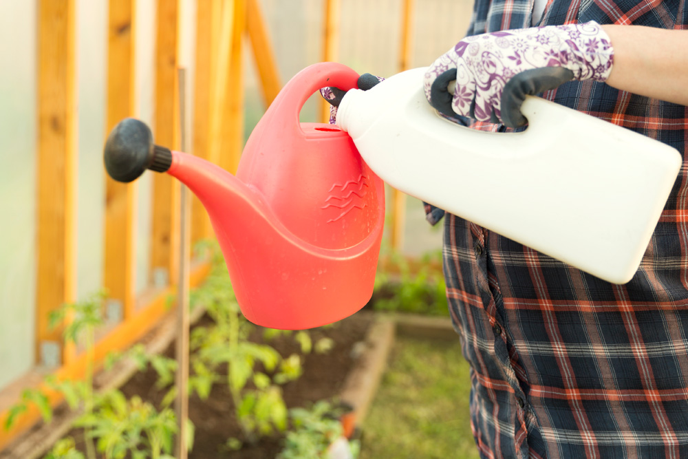 Pouring liquid fertilizer into a watering can