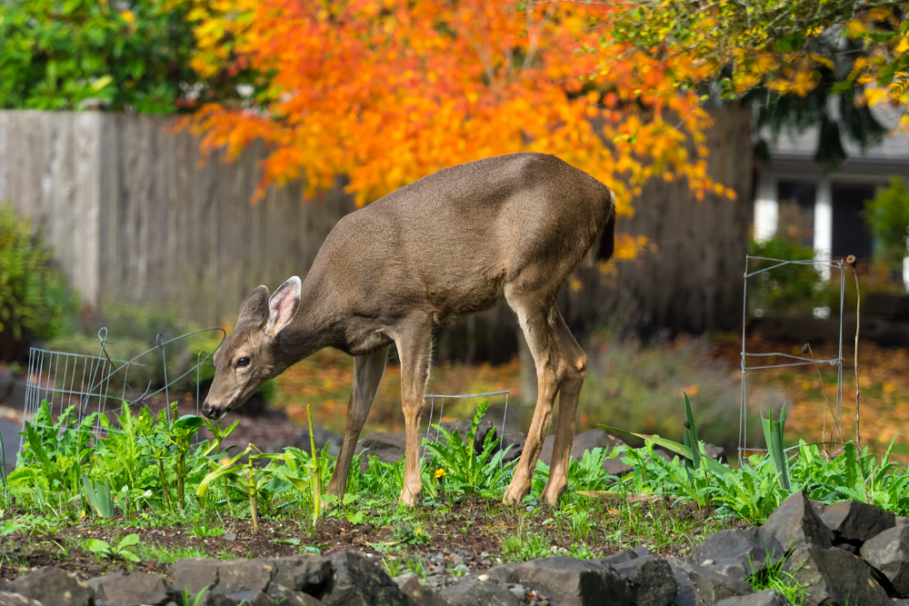Deer eating in a garden