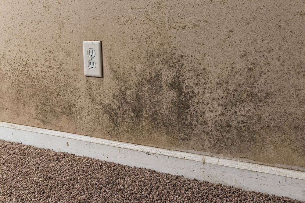 Brown and Black Mold on basement walls of a home