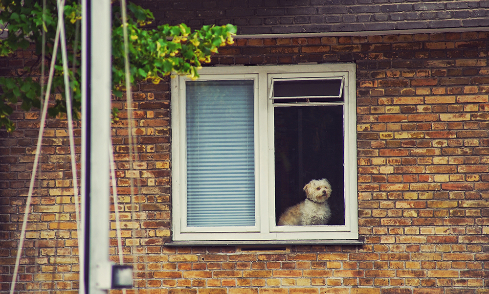 Dog Seen Through Window Of House