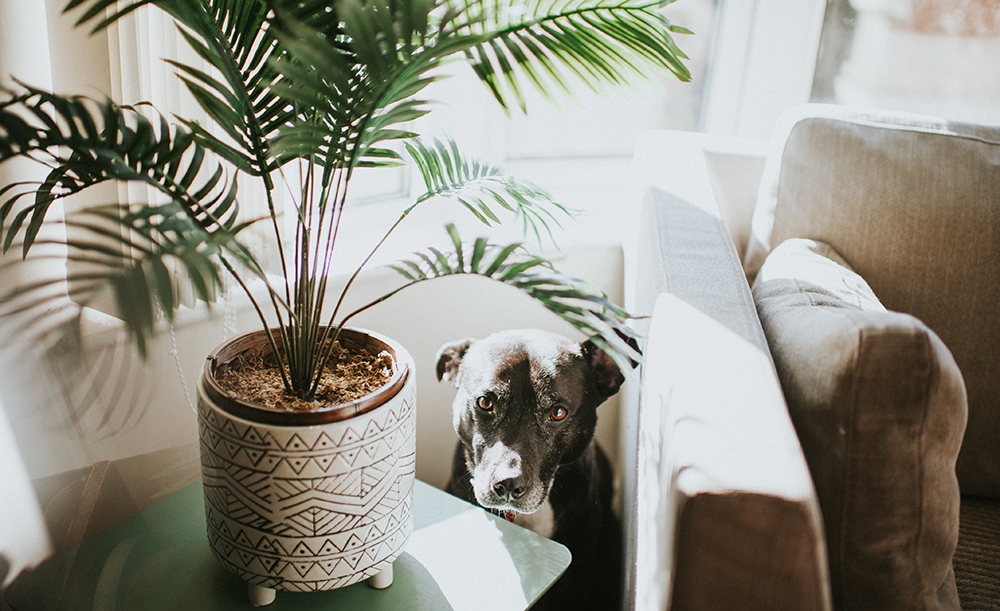 A dog looks at the camera while sitting in between a living room couch and an end table with a potted plant