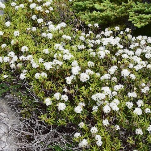 closeup of a bunch of tiny white clustered flowers on a low growing Rhododendron groenlandicum shrub