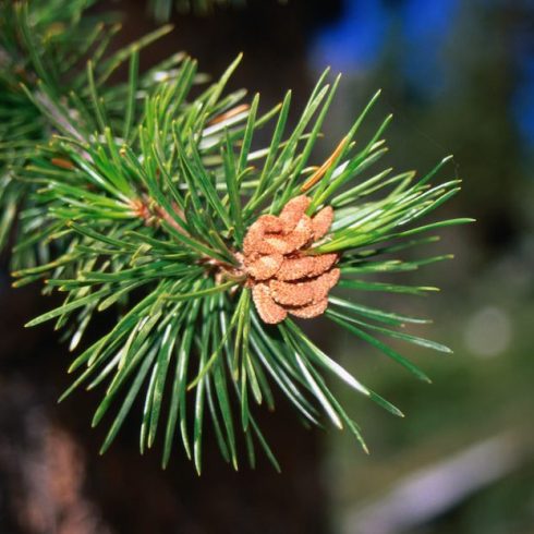 close up of green lodgepole pine branch