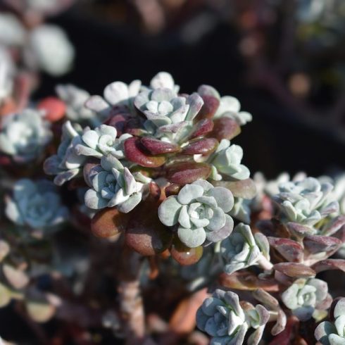 broad-leaved stonecrop