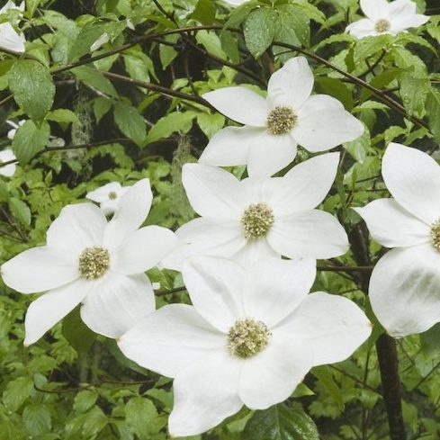 white Pacific dogwood flowers on green tree