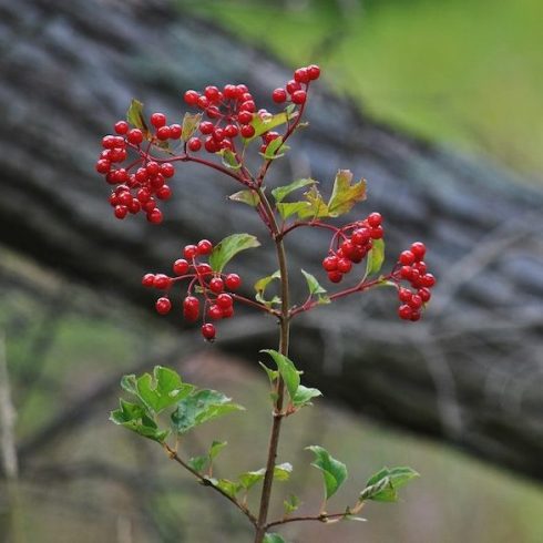 Viburnum trilobum cranberry bush in forest